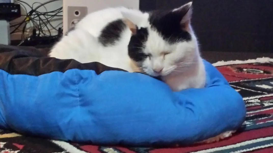 E05 upside down bed marshall at maungarangi rd 5 may 2018 (1)